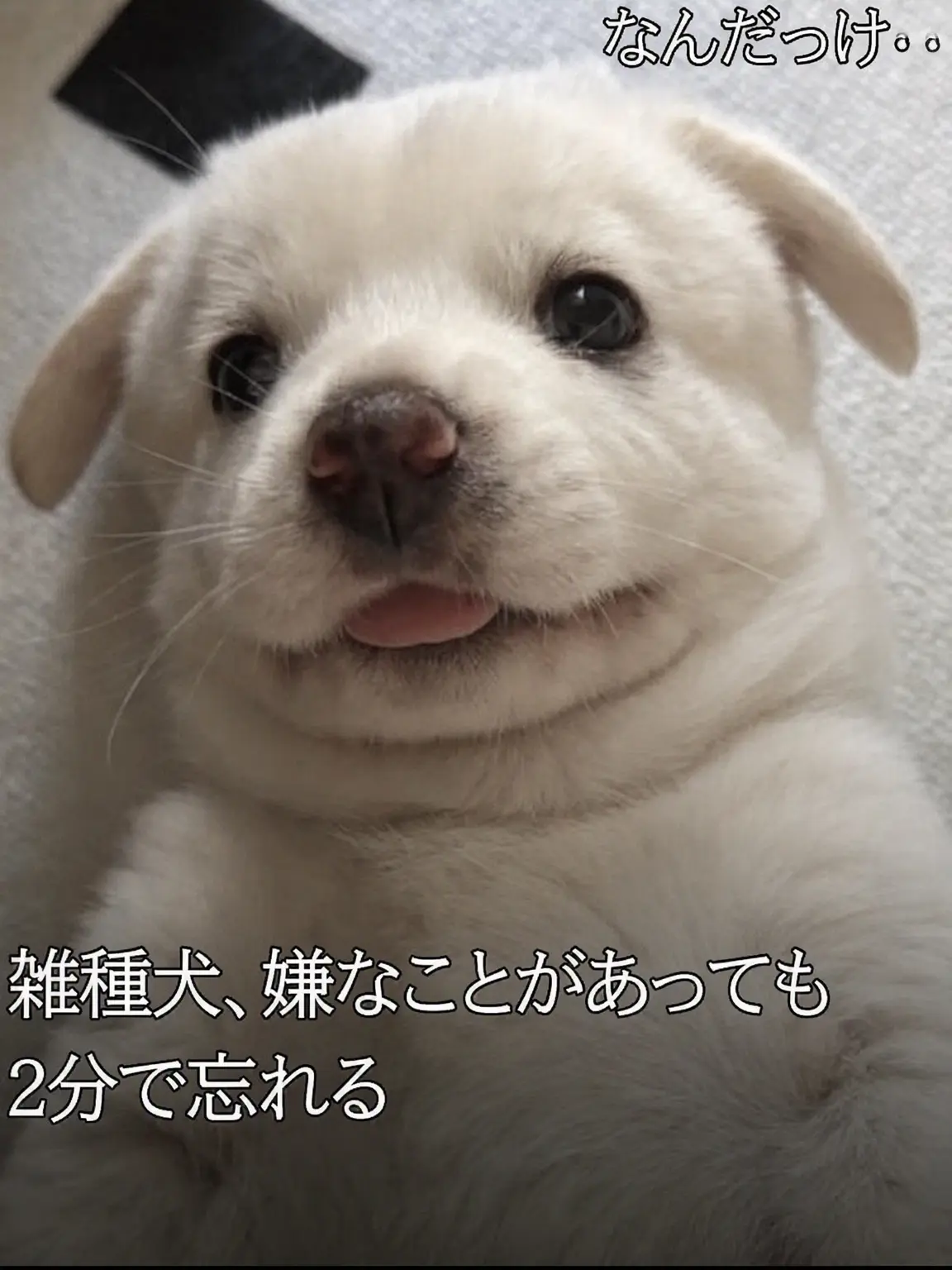 Daengbo_Cheongmyeong의 拾って育てたら獣人だった件