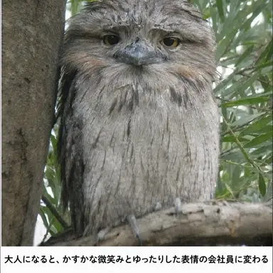 Profile image of トール