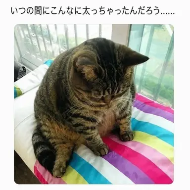 Profile image of ハルク