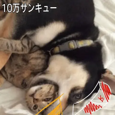 Profile image of ポヨ
