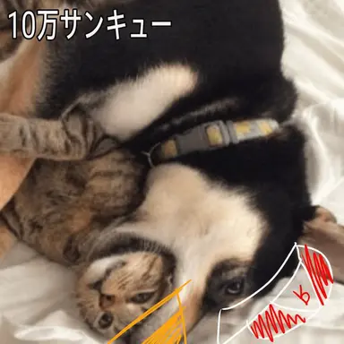 Profile image of ルヨ