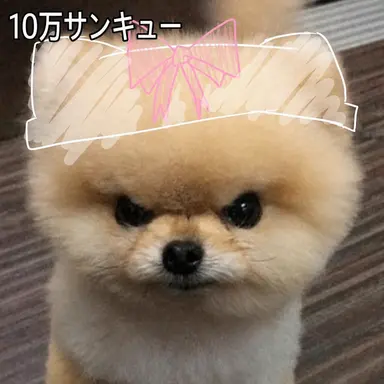 Profile image of ラチャン