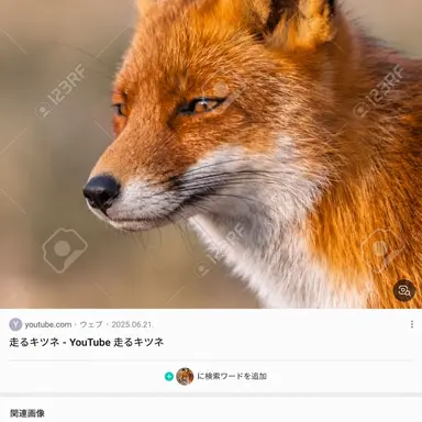 Profile image of 狐