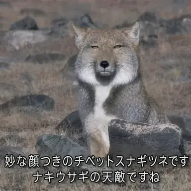 Profile image of ヨユル