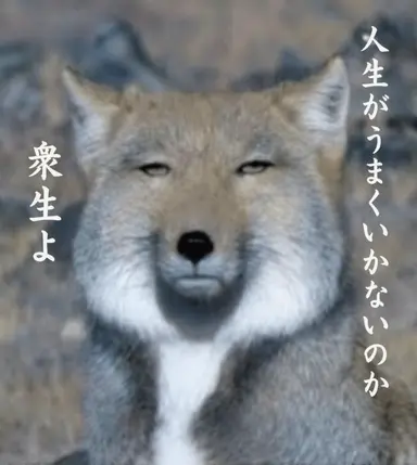 Profile image of シヨ・バル