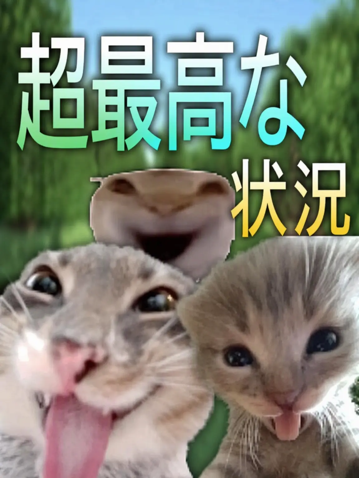 PaddedBelt5380의 うちの猫、チェユクを育ててみて！！