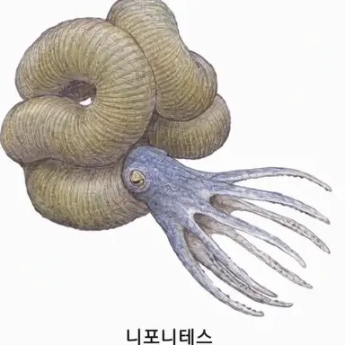 Profile image of 니포니테스