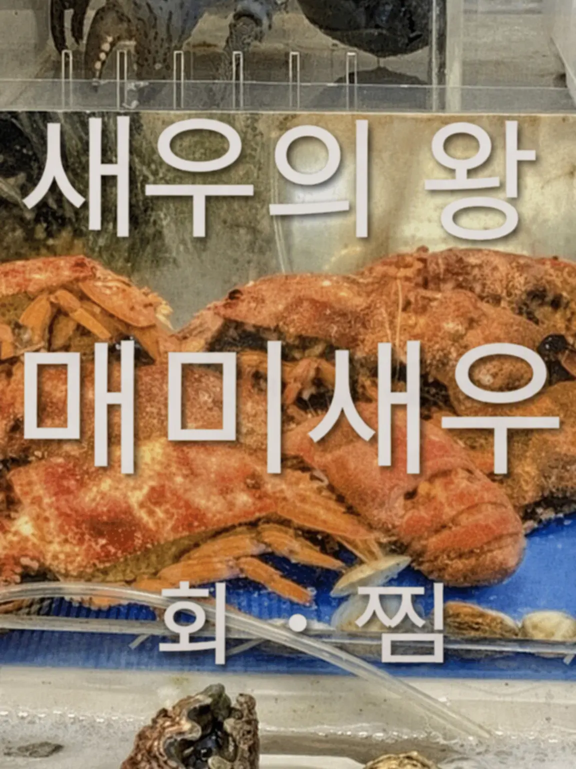 Green.onion의 타올라라 타올라