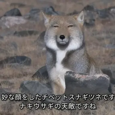 Profile image of キツネ