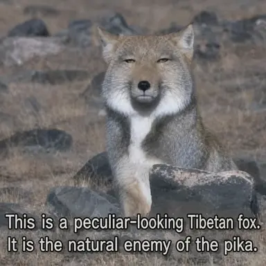 Profile image of Fox