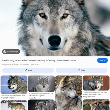Profile image of Wolf