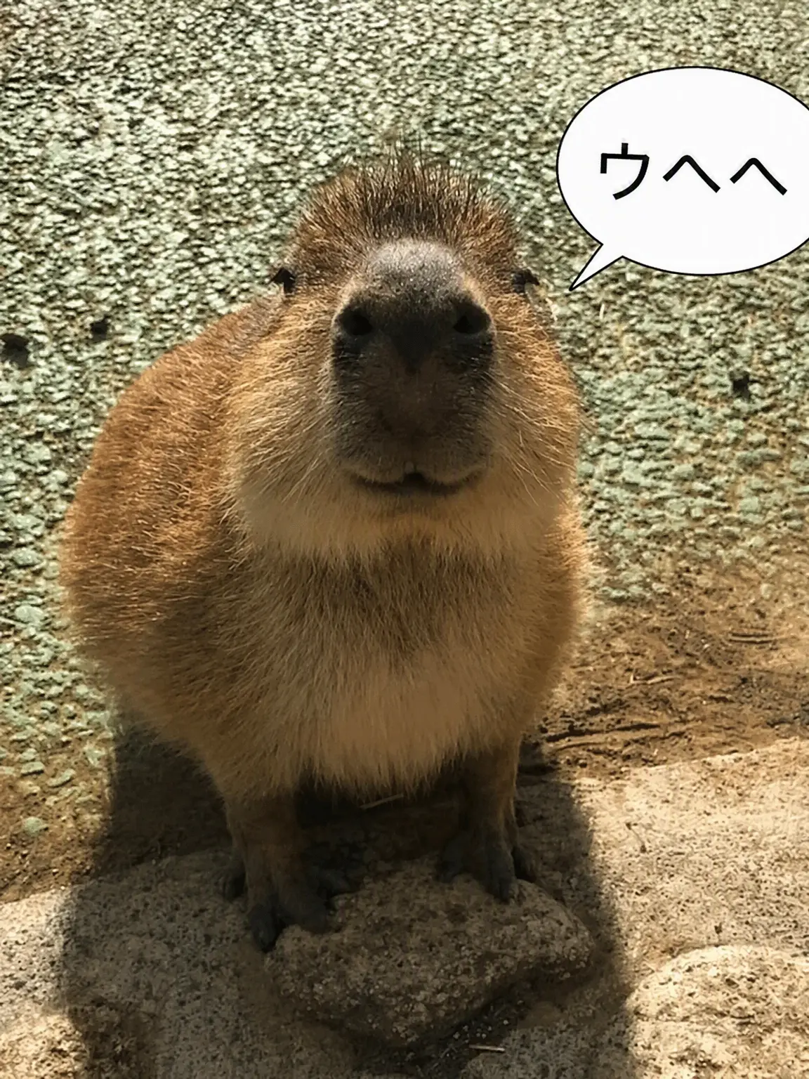 PARKSOMIN의 クラスメイトは異種族！
