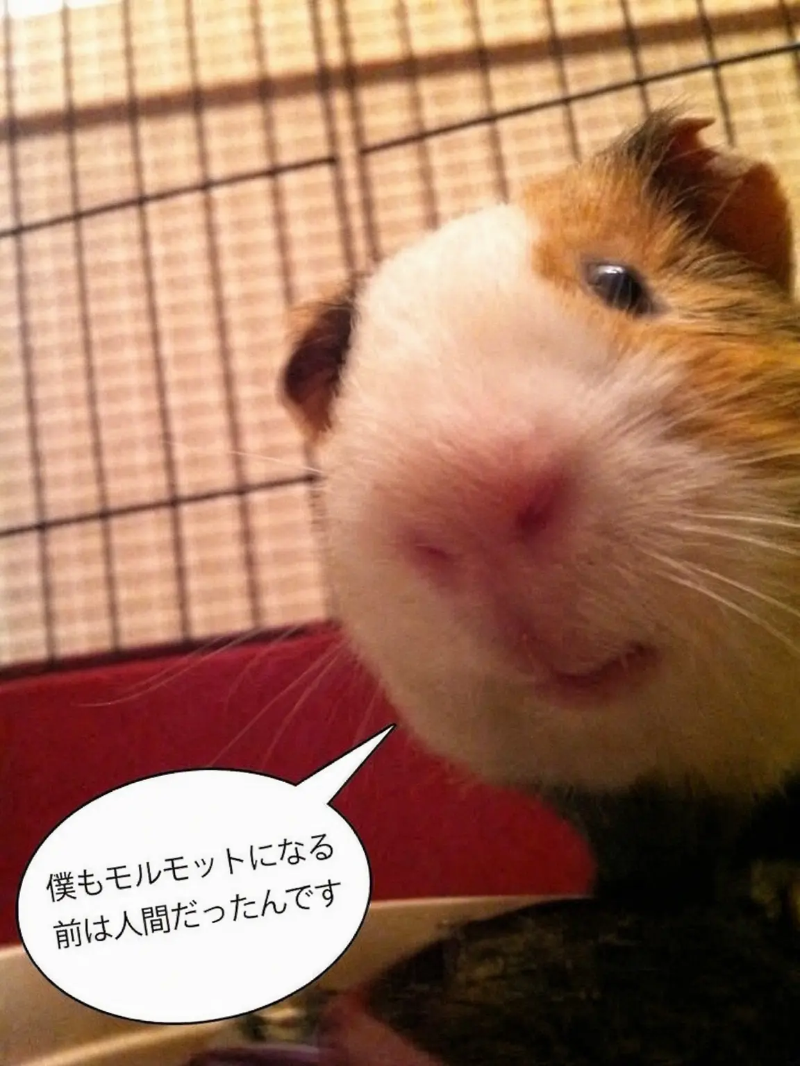 never_ending의 妹みたいな関係