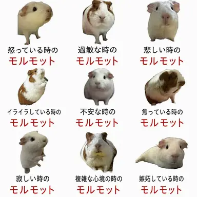 Profile image of ウォニ