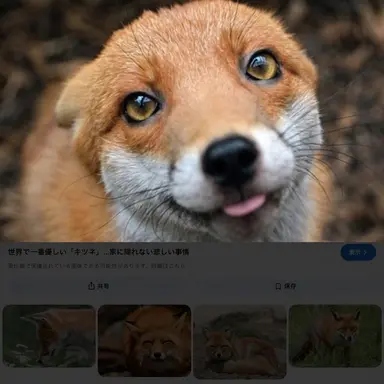 Profile image of 狐