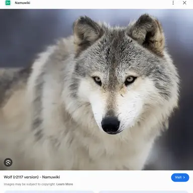 Profile image of Wolf