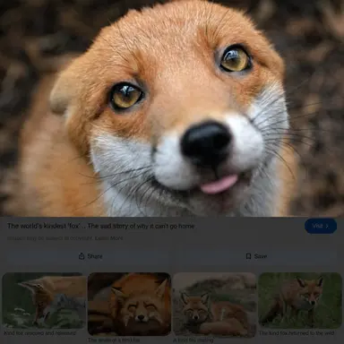 Profile image of Fox