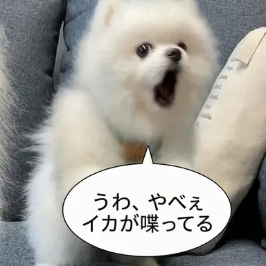 Profile image of パク・インキャ