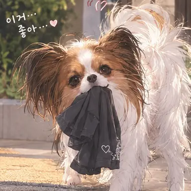 Profile image of 파피타