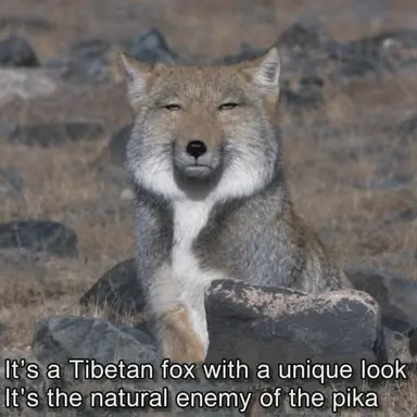 Profile image of Fox