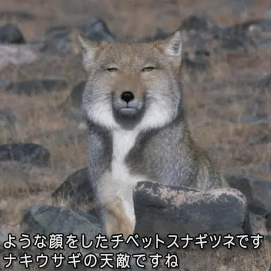 Profile image of キツネ
