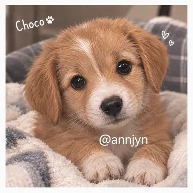 Profile image of Choco