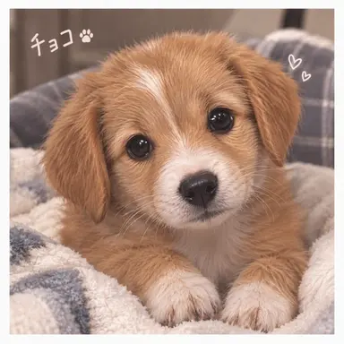 Profile image of チョコ