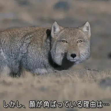 Profile image of ヨ・チベット