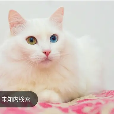Profile image of ウェンダ