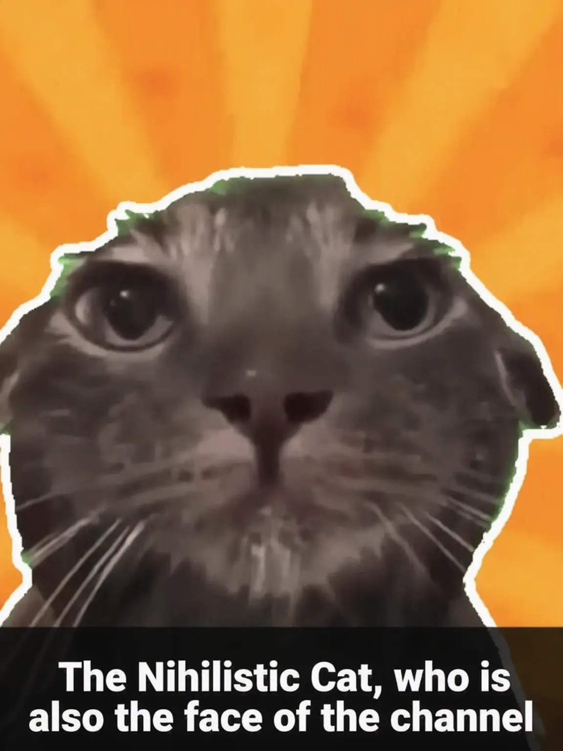 WickedTwin5760의 Cat Memes