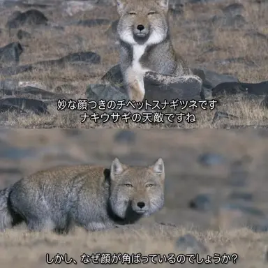 Profile image of ヨウ