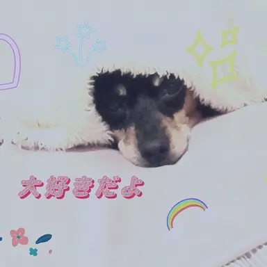 Profile image of シェリー