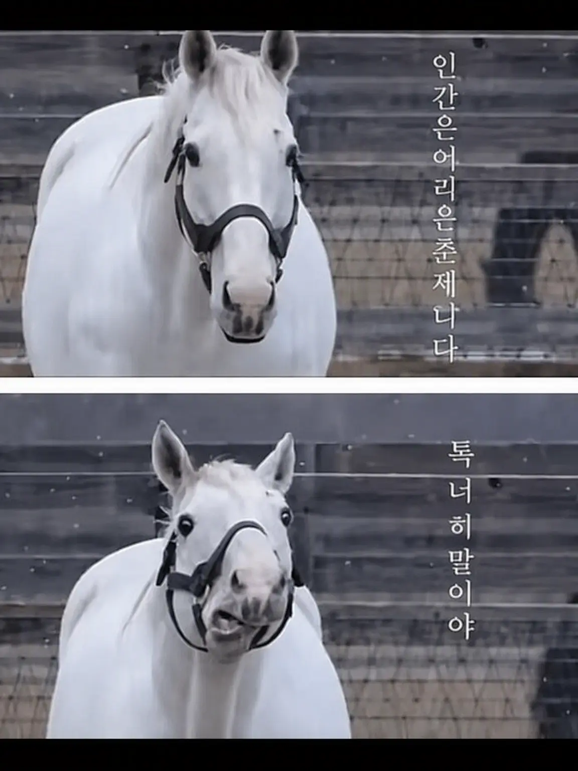 WatermelonLove0724의 캐붕 축제를 즐겨보자고!!