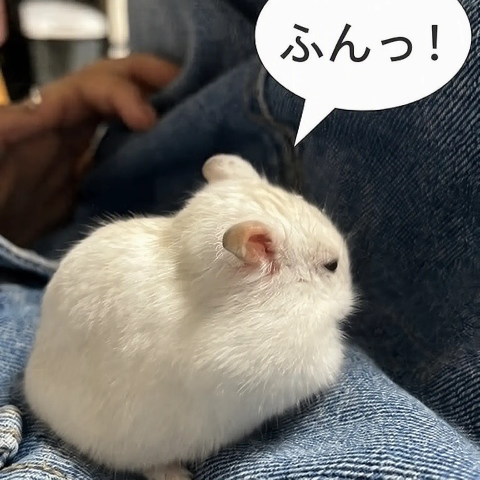GruffActor7641의 ヨウがゴーゴーフレンドに内緒で来なかった