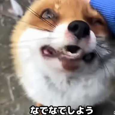 Profile image of 狐