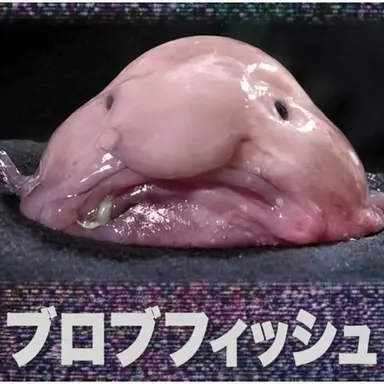 Profile image of 狐