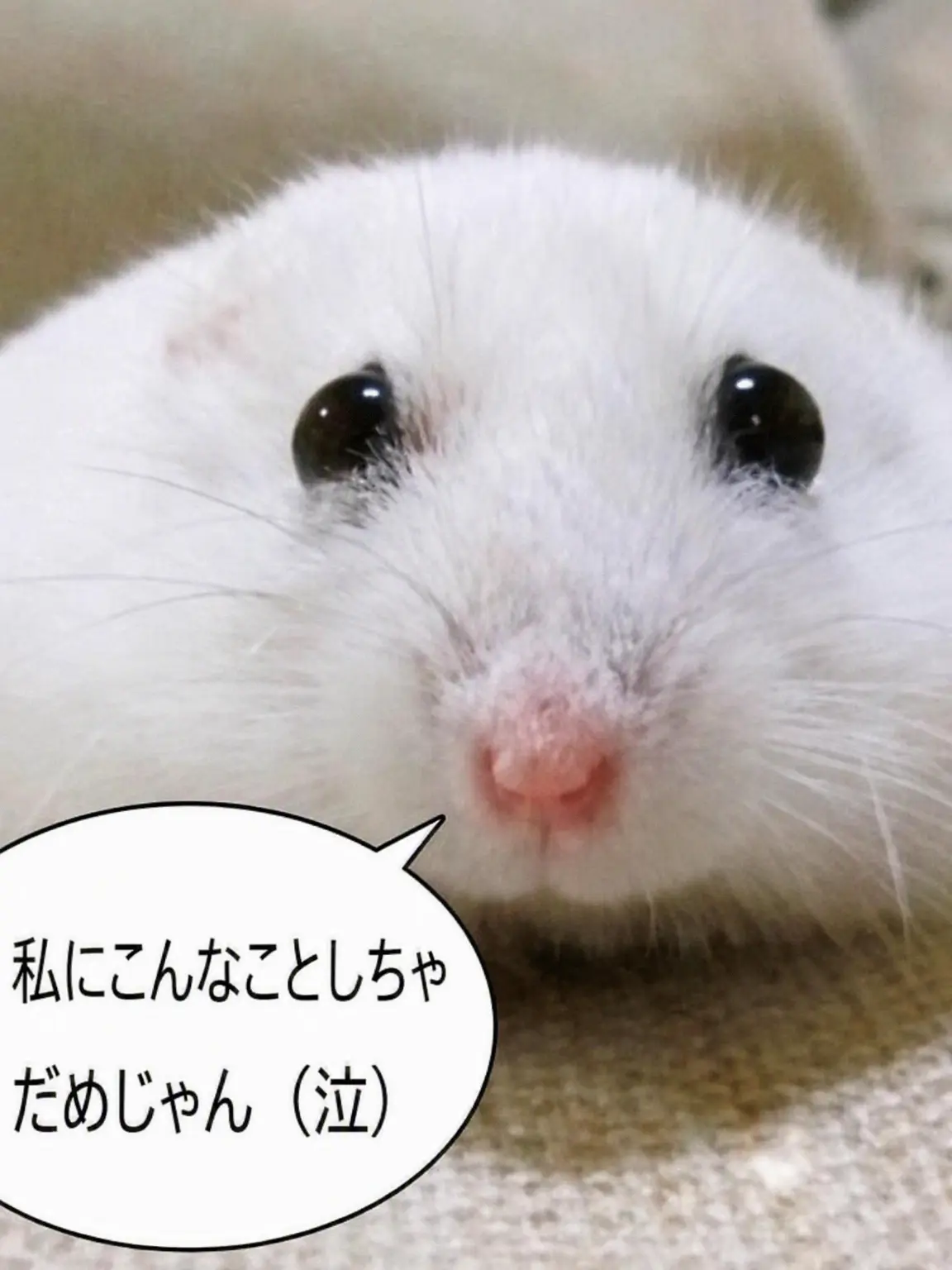 BroadBeago6042의 フォーセイクン+DAOD同居(+オオカミ)