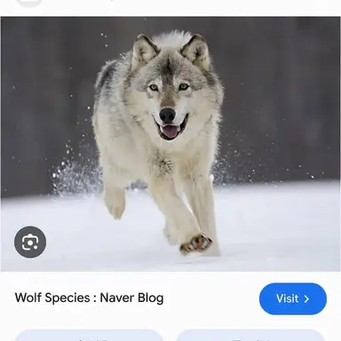 Profile image of Wolf