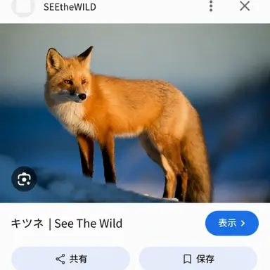 Profile image of 狐