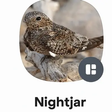 Profile image of Nightjar