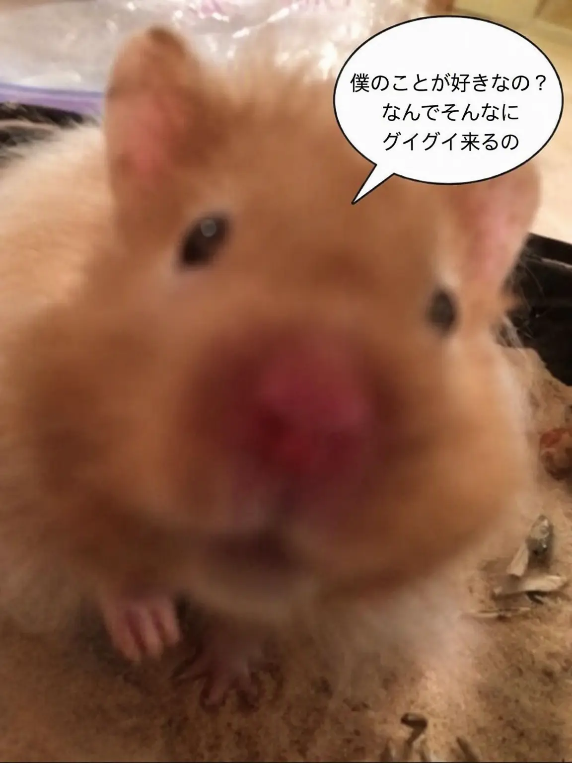 BroadBeago6042의 ようこそ、フォーセイクン高校へ！