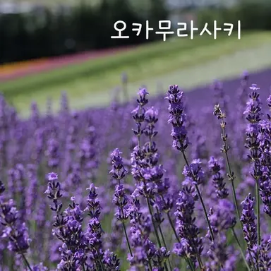 Profile image of 미쿠