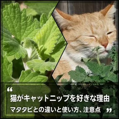 Profile image of チーマーたち