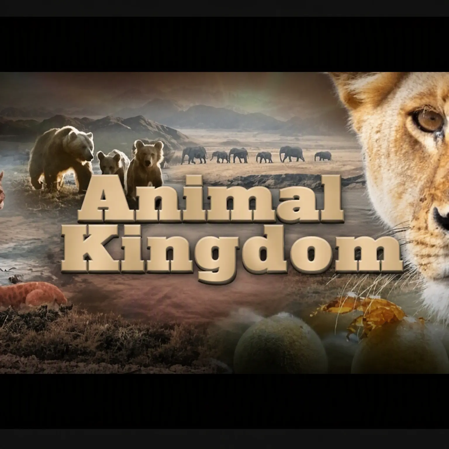 LeftLake5575의 Animal Kingdom