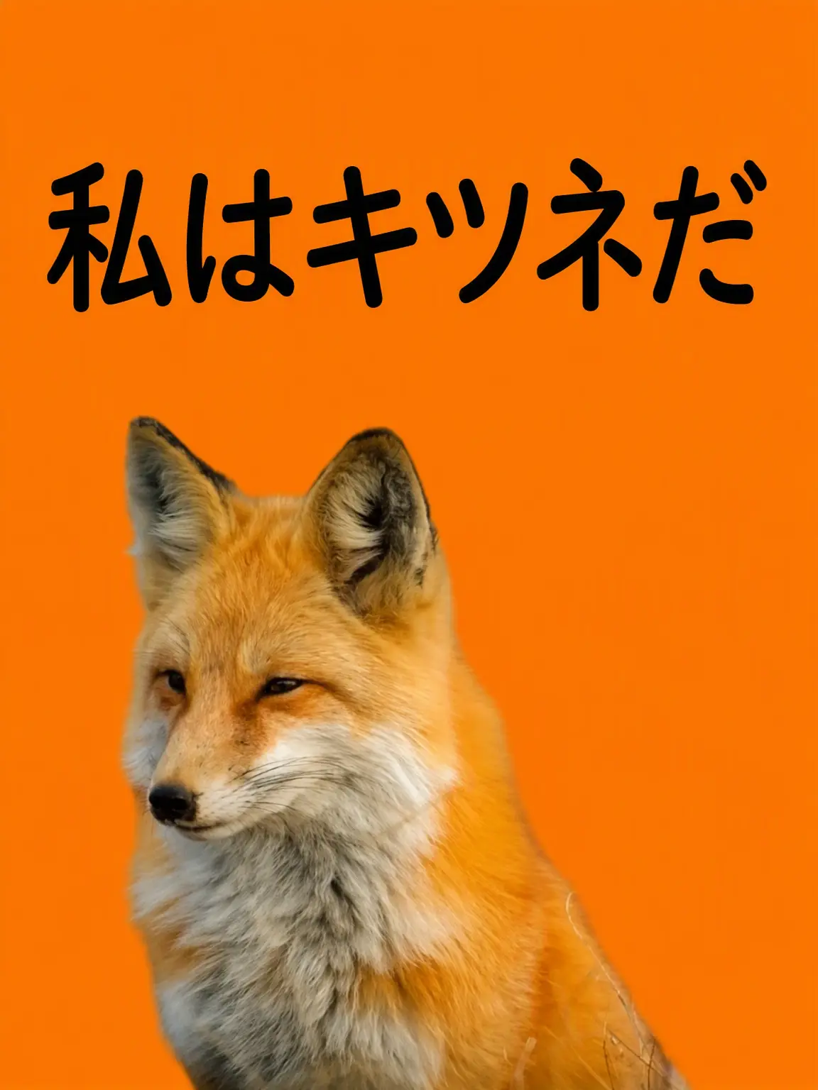 AbsurdOwl4974의 →獣人高校！ (狐獣人)