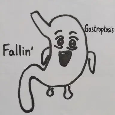 Profile image of Stomach