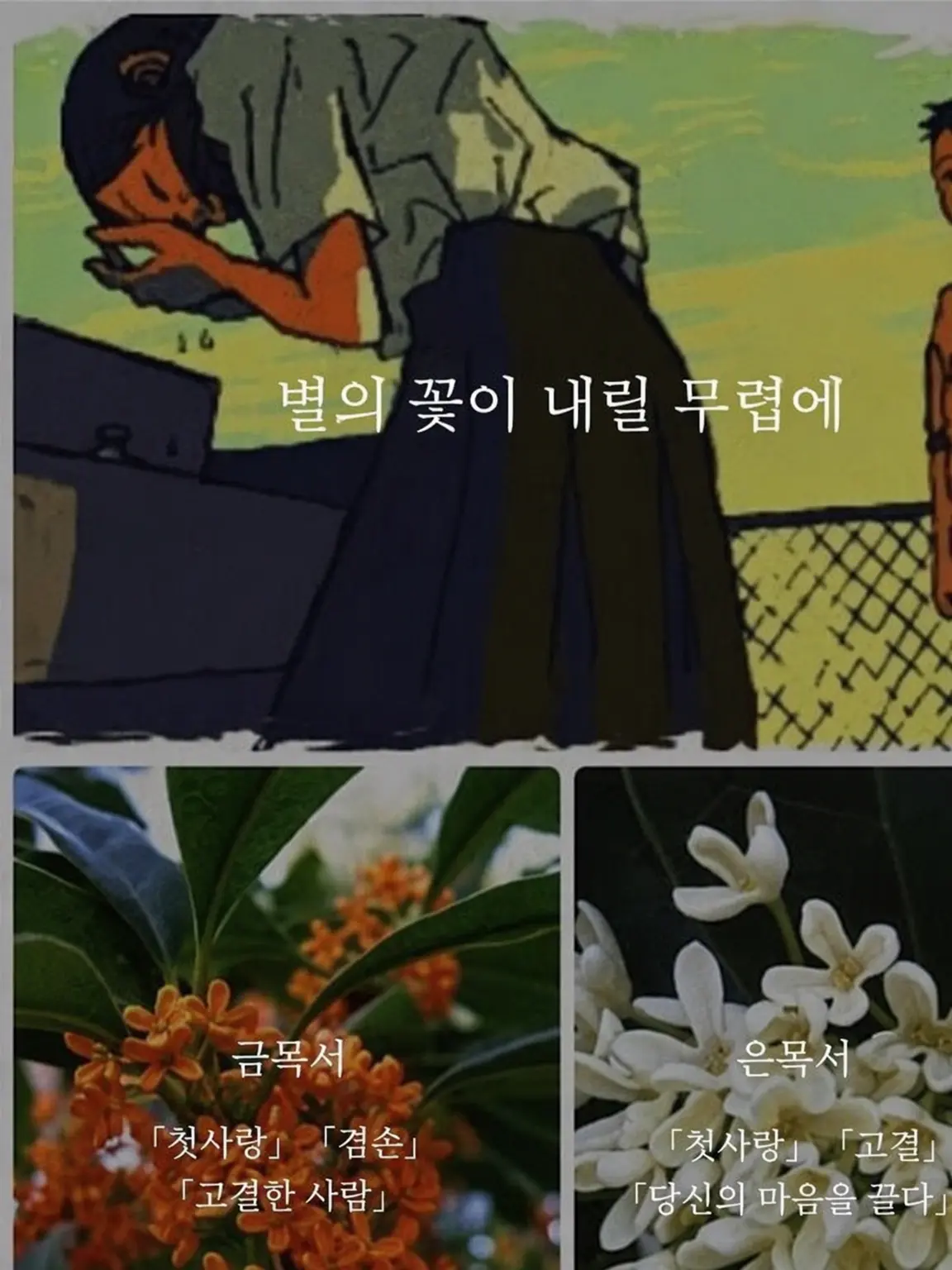 LeanerPages5547의 별의 꽃이 내릴 무렵에