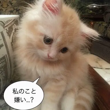 Profile image of お姉ちゃん