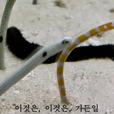 Profile image of 쿠네쿠네