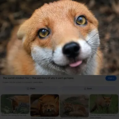 Profile image of Fox